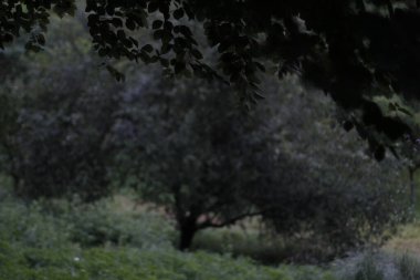 Şehir parkında bir ağaç