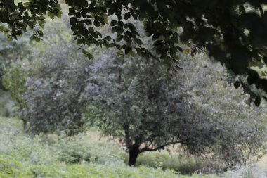 Şehir parkında bir ağaç
