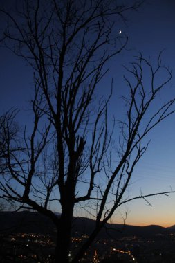 Şehir parkında bir ağaç