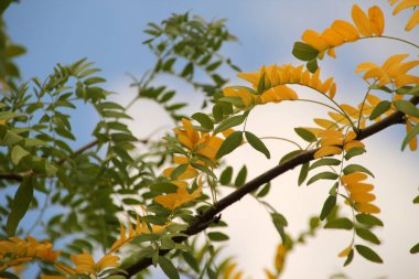 Şehir parkında bir ağaç
