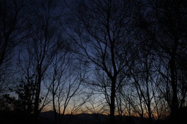 Şehir parkında bir ağaç