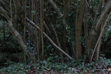 Şehir parkında bir ağaç