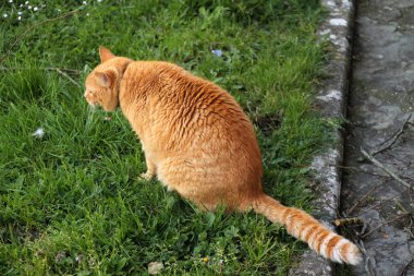 Genç bir kedinin görüntüsü