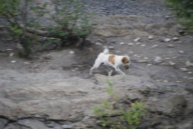 Köpekler dışarıda oynuyor.