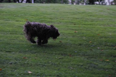 Köpekler dışarıda oynuyor.