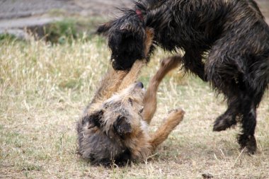 Köpekler dışarıda oynuyor.