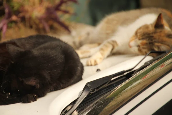 Cats Resting Street — Stock Photo, Image