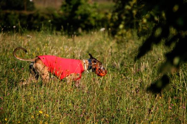 Greyhound Campo — Fotografia de Stock