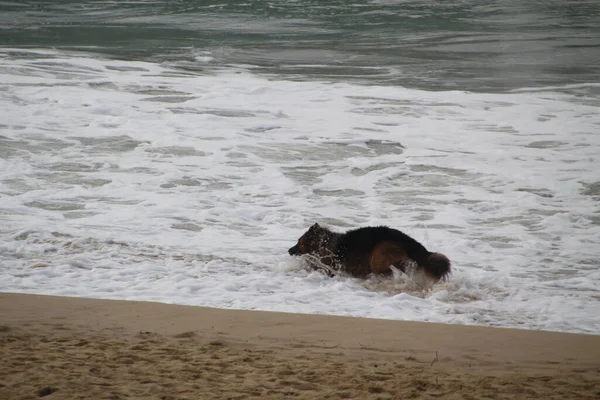 Cani Che Giocano All Aperto — Foto Stock