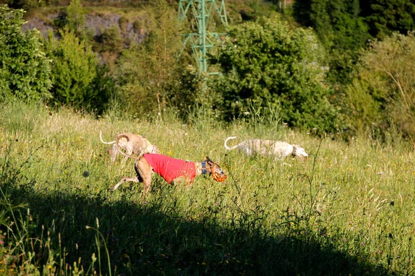 Köpekler Dışarıda Oynuyor — Stok fotoğraf