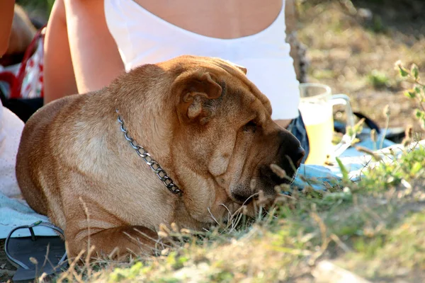 Honden Spelen Buitenlucht — Stockfoto