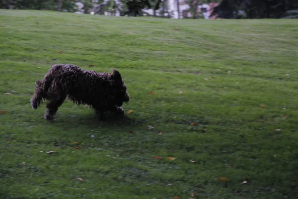 Köpekler Dışarıda Oynuyor — Stok fotoğraf