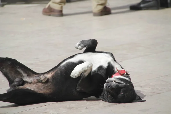 Chiens Jouant Plein Air — Photo