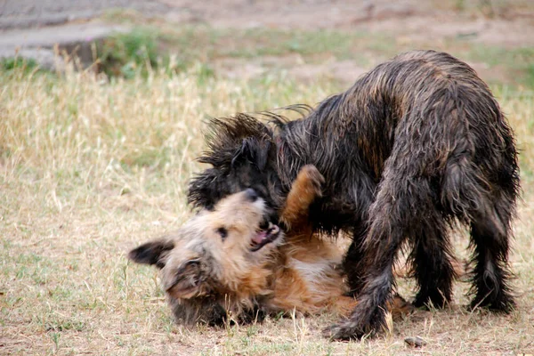 屋外で遊ぶ犬 — ストック写真