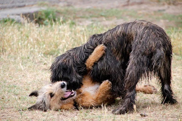 Chiens Jouant Plein Air — Photo