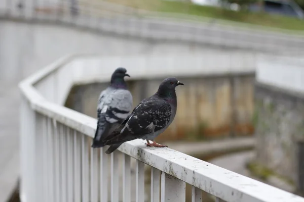 Dove City — Stock Photo, Image