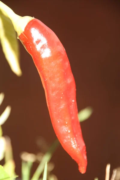 Red Chili Pepper Plant Pot — Stock Photo, Image