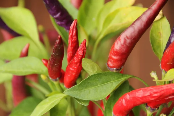 Planta Chile Rojo Una Olla — Foto de Stock