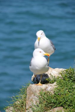 Martı kıyıya yakın.