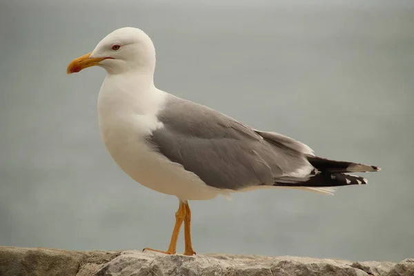 Seagull Close Shore — Stock Photo, Image