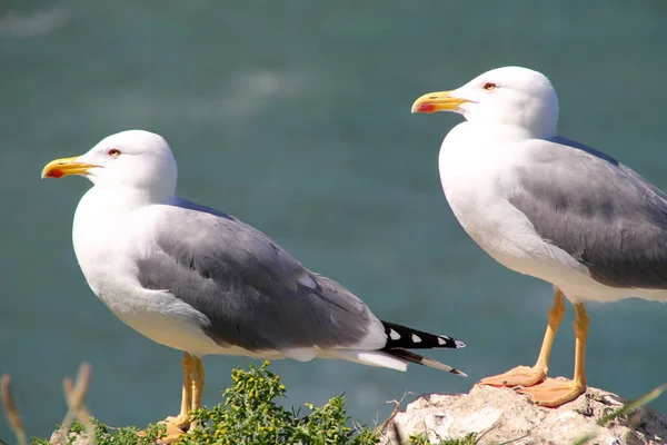 Möwe Küstennähe — Stockfoto