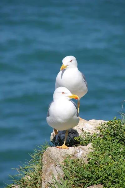 Mouette Près Rivage — Photo