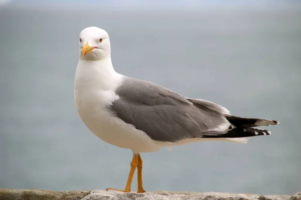 Fiskmås Nära Stranden — Stockfoto