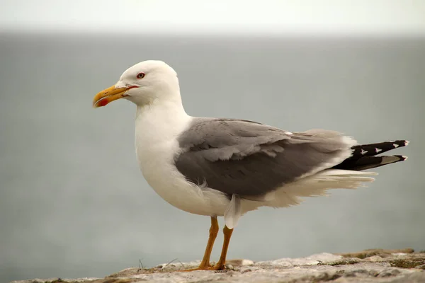 Mouette Près Rivage — Photo