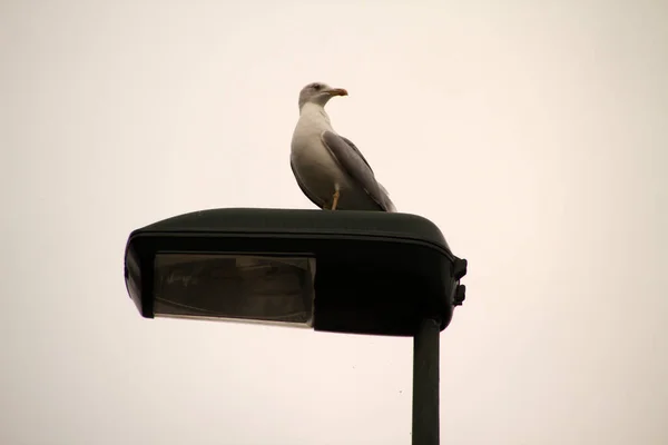 海岸近くのカモメ — ストック写真