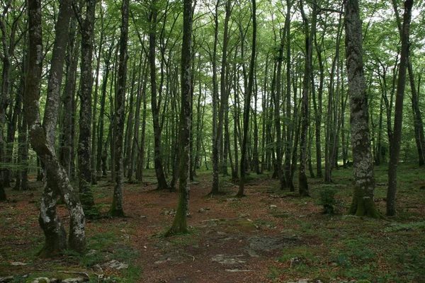 Árboles Bosque —  Fotos de Stock