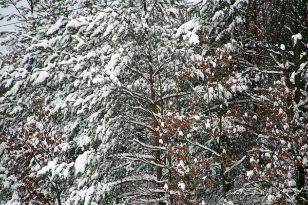 Schnee Auf Dem Land — Stockfoto