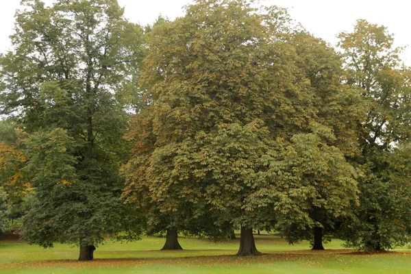 Blick Auf Einen Stadtpark — Stockfoto