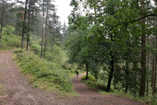 Wald Baskenland — Stockfoto