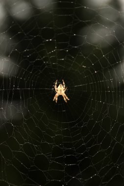 Ormandaki örümcek ağı