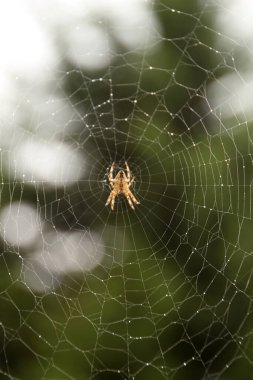 Ormandaki örümcek ağı