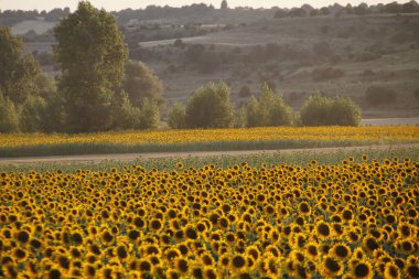 İspanya 'nın iç kısımlarındaki bir tarlada ayçiçekleri