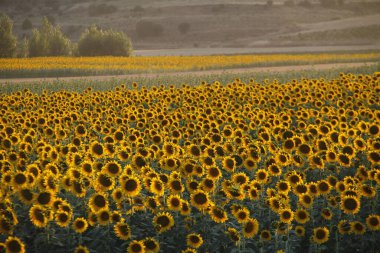 İspanya 'nın iç kısımlarındaki bir tarlada ayçiçekleri