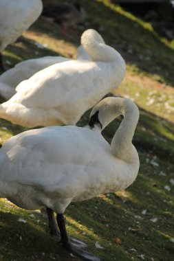 Halk parkında kuğular