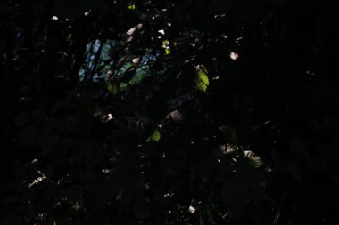 Şehir parkında sonbahar