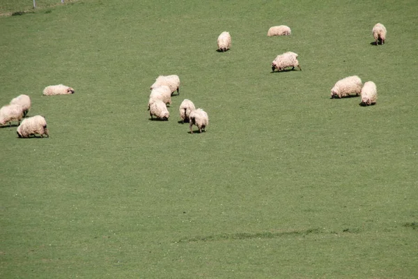 Les Moutons Campagne — Photo