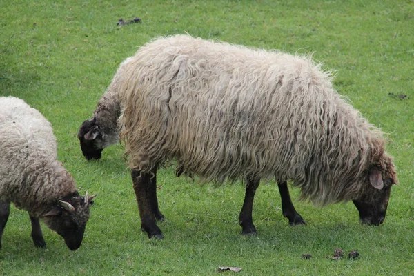 Schapen Het Platteland — Stockfoto