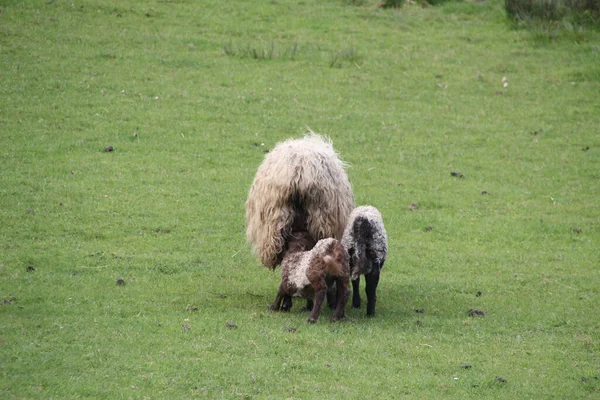 Овцы Деревне — стоковое фото