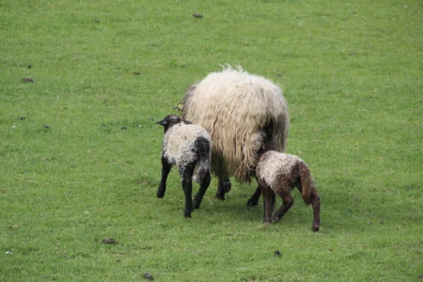 Les Moutons Campagne — Photo