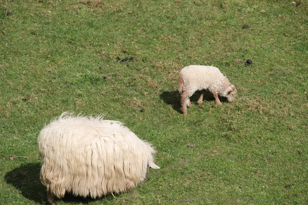 Les Moutons Campagne — Photo
