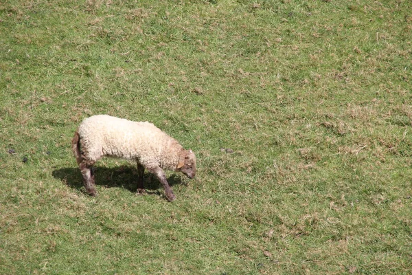 Овцы Деревне — стоковое фото
