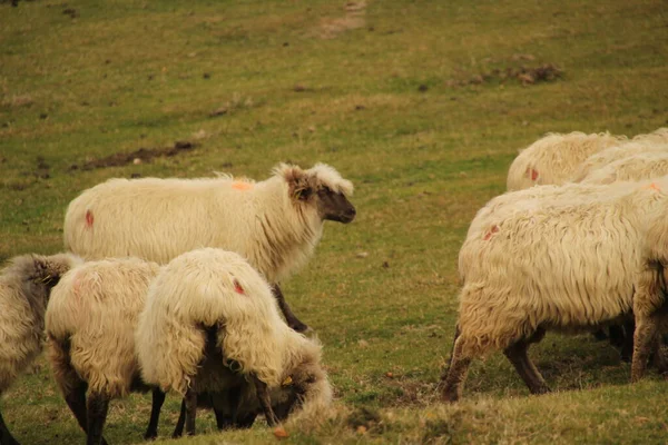 Schafe Auf Dem Land — Stockfoto