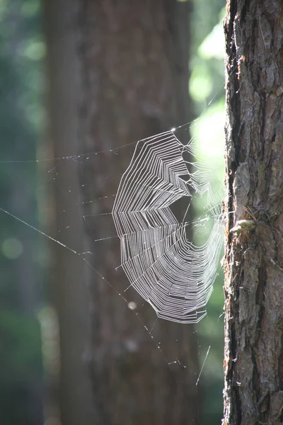 Ormandaki Örümcek Ağı — Stok fotoğraf