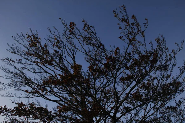 Les Arbres Dans Rue — Photo