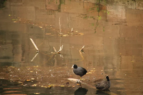 Canards Sauvages Dans Une Rivière — Photo