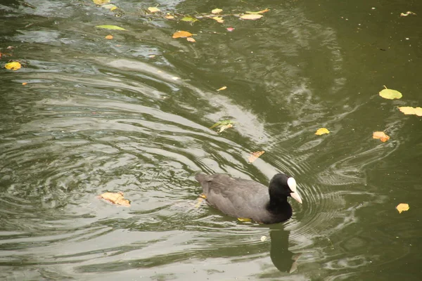 Patos Salvajes Río — Foto de Stock